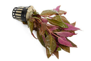 Alternanthera lilacina