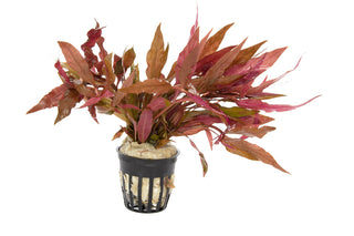 Alternanthera reineckii