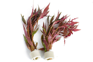 Alternanthera reineckii