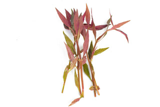 Alternanthera reineckii