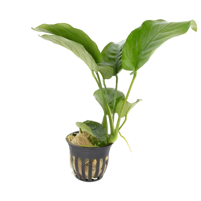 Anubias barteri var.