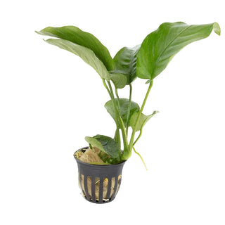 Anubias barteri var.