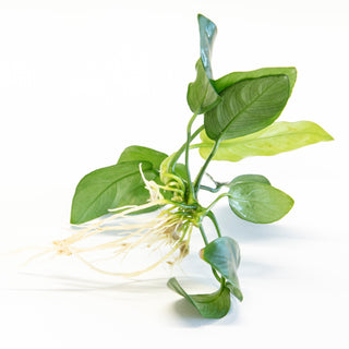 Anubias barteri var.