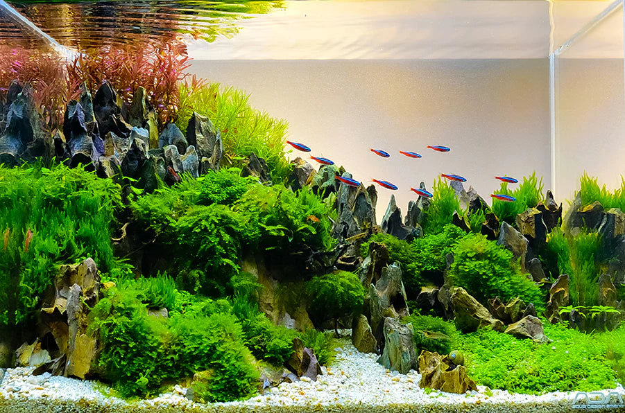 Discover the Best Freshwater Aquariums at Charterhouse Aquatics