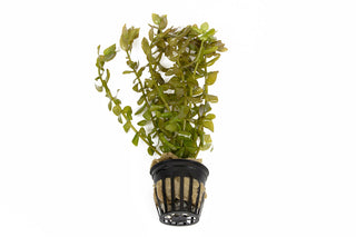 Bacopa caroliniana