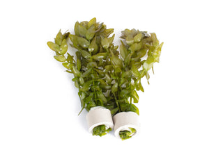 Bacopa caroliniana