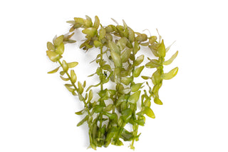 Bacopa caroliniana