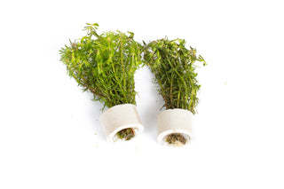 Bacopa myriophylloides