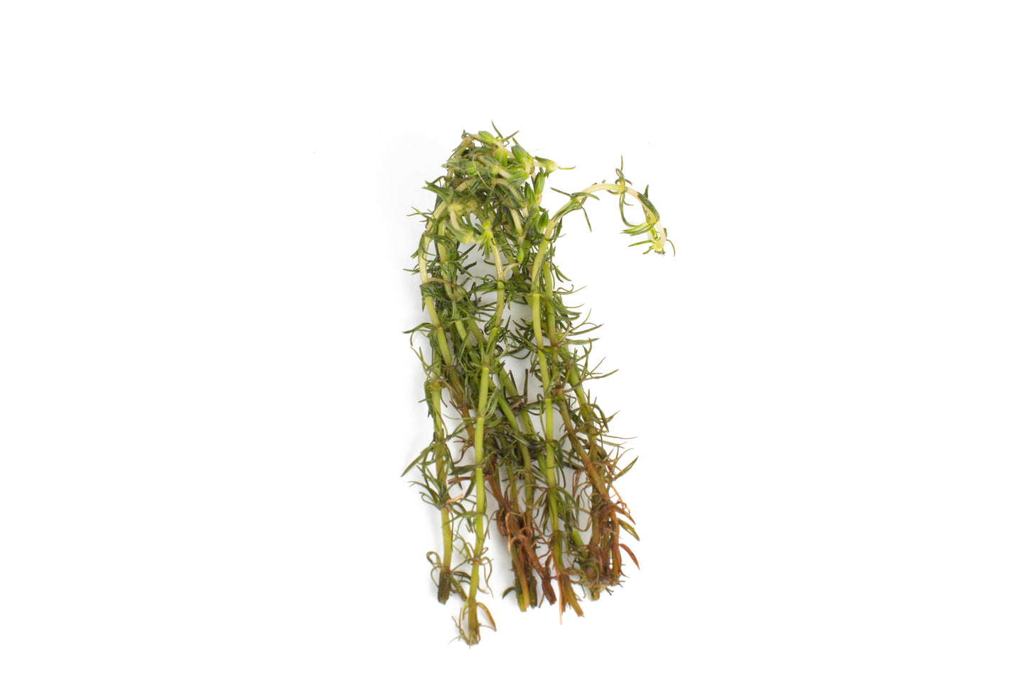 Bacopa myriophylloides