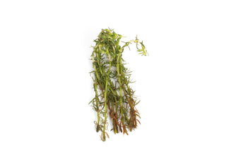 Bacopa myriophylloides