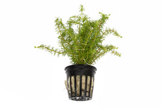 Bacopa myriophylloides