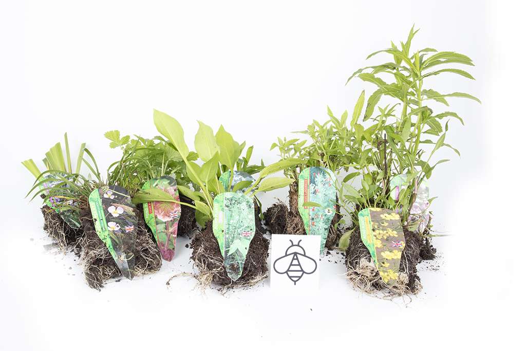 Lincolnshire Pond Plants Bee Marginal 8 Pack - BF801.