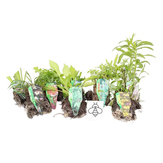 Marginal-Pond-Plants-8-Different-Varieties-Perfect-for-Bees-amp-Other-Pollinatin.