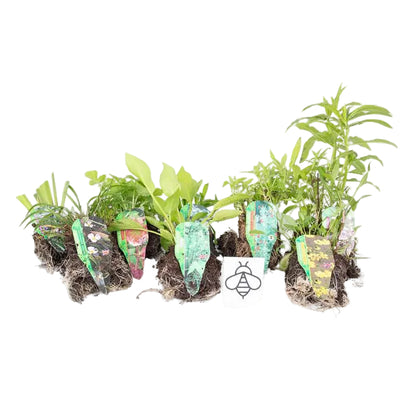 Marginal-Pond-Plants-8-Different-Varieties-Perfect-for-Bees-amp-Other-Pollinatin.