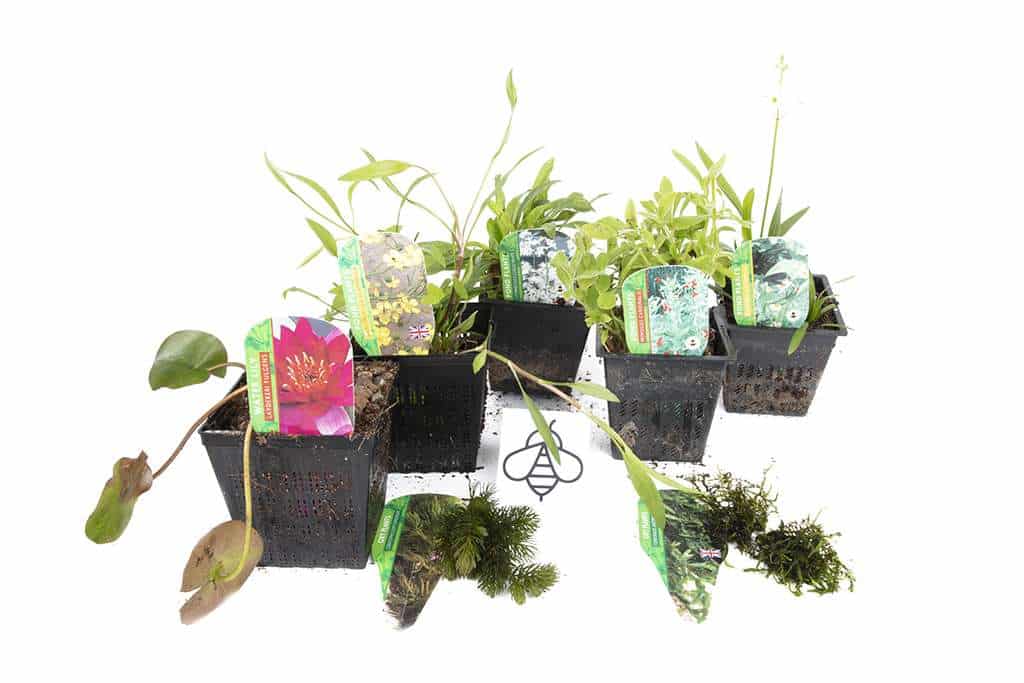 Lincolnshire Pond Plants Bee Pack Potted - BFPL02.