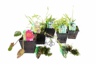 Lincolnshire Pond Plants Bee Pack Potted - BFPL02.