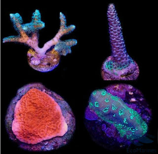 SPS Frag Pack (4 Frags).