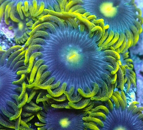 Blue Steel Zoa 3 Polyps - Charterhouse Aquatics