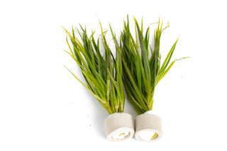 Blyxa japonica