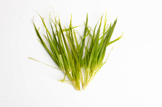 Blyxa japonica