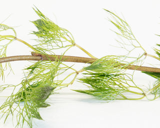 Cabomba Aquatica