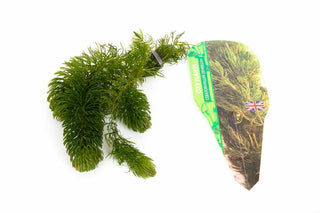 Pond Starter Packs - Pond topup Packs - Oxygenating - Compost and Pots Potted.