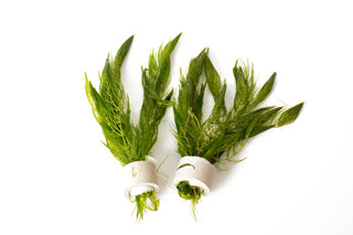 Ceratophyllum demersum