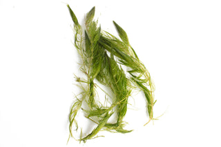 Ceratophyllum demersum