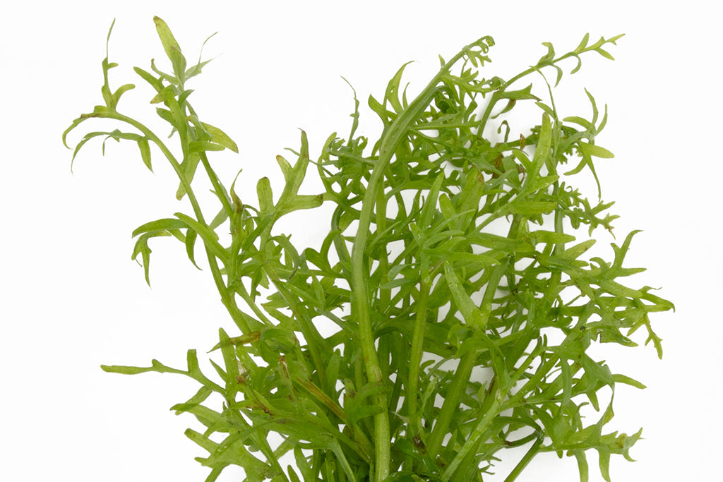 Ceratopteris Thalicroides