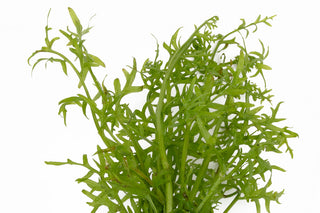 Ceratopteris Thalicroides