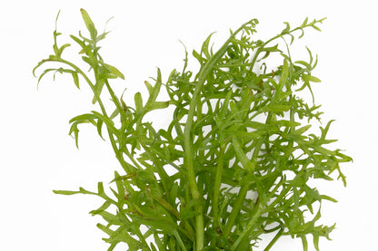 Ceratopteris Thalicroides