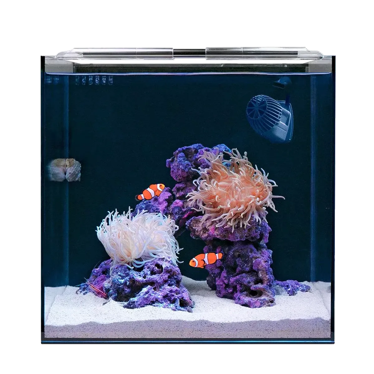 HelloReef Clownfish & Anemone Aquarium Kit | Beginner Reef Tank ...