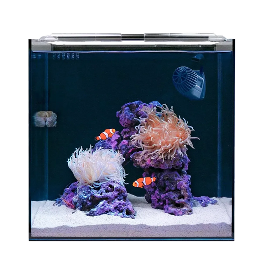 HelloReef Clownfish & Anemone Aquarium Kit