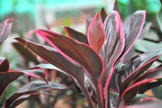 Cordyline ‘Red edge’