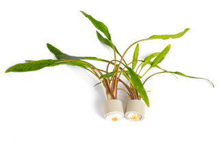 Cryptocoryne lutea