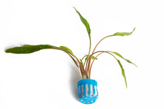 Cryptocoryne lutea