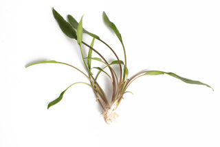 Cryptocoryne lutea