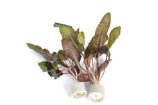 Cryptocoryne beckettii