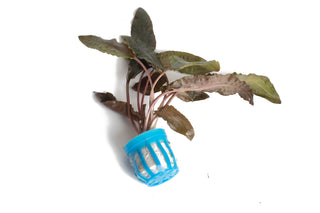 Cryptocoryne beckettii