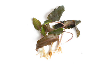 Cryptocoryne beckettii