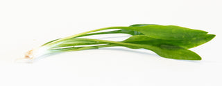 Cryptocoryne petchii