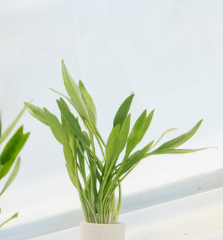 Cryptocoryne petchii