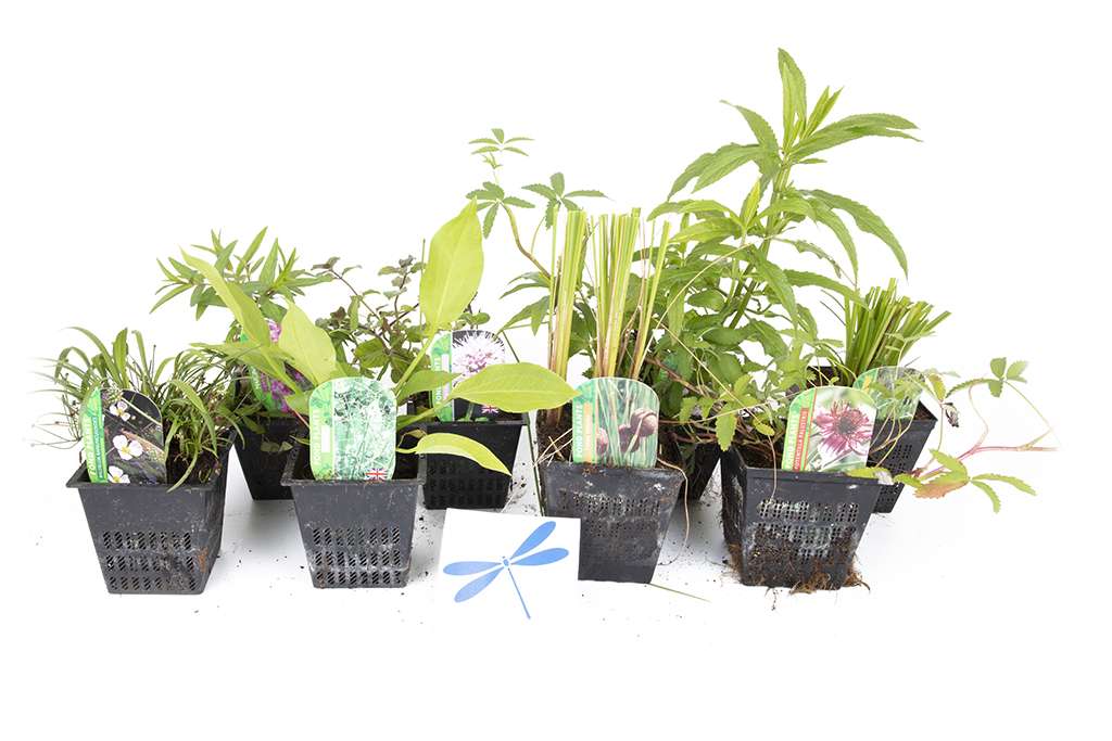 Lincolnshire Pond Plants dragonflies & damselflies  Marginal 8 Pack Potted -DD802.
