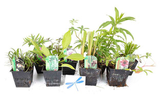 Lincolnshire Pond Plants dragonflies & damselflies  Marginal 8 Pack Potted -DD802.