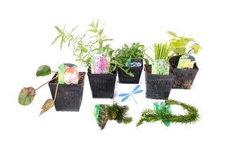 Lincolnshire Pond Plants dragonflies & damselflies Pack Potted - DDPL02.