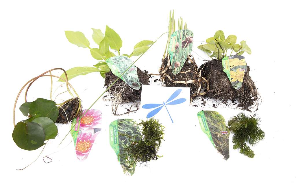 Lincolnshire Pond Plants dragonflies & damselflies Pack - DDPL01.