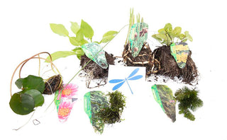 Premium Pond Starter Packs - Pond topup Packs - Oxygenating - Compost and Pots.