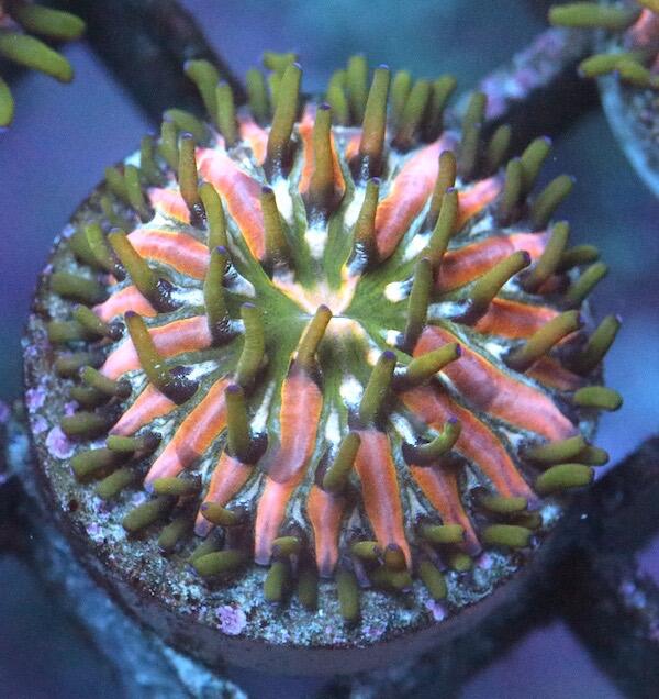 Baby Fungia fralinae