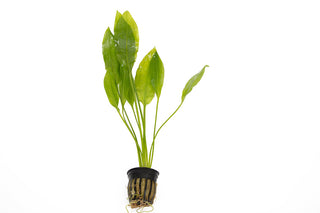 Echinodorus bleheri
