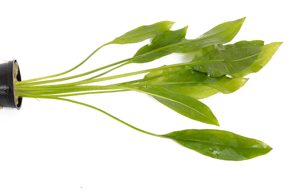 Echinodorus bleheri